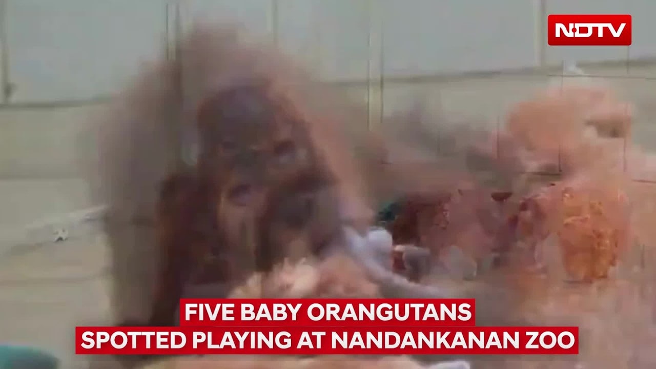 Rescued Baby Orangutans Enjoy Playtime At Nandankanan Zoo