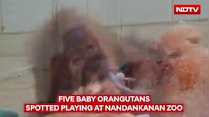 Rescued Baby Orangutans Enjoy Playtime At Nandankanan Zoo