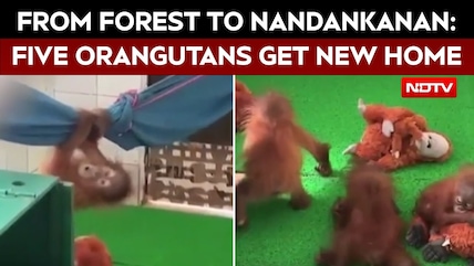 Five Baby Orangutans Rescued From Odisha Forest, Begin New Life At Nandankanan