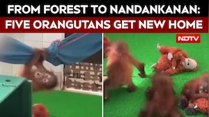 Five Baby Orangutans Rescued From Odisha Forest, Begin New Life At Nandankanan