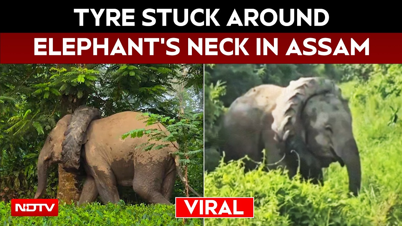 Wild Elephant Spotted With Tractor Tyre Stuck Around Its Neck In Assam