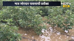 Dhule Rain Update | धुळे जिल्ह्यात पावसाची हजेरी, पिकांना नवसंजीवनी | NDTV Marathi