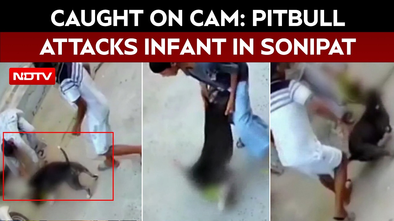 Sonipat Pitbull Attack: 6-Month-Old Infant Seriously Injured, Aunt Also Attacked