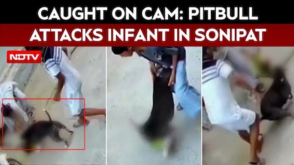 Sonipat Pitbull Attack: 6-Month-Old Infant Seriously Injured, Aunt Also Attacked