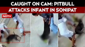 Sonipat Pitbull Attack: 6-Month-Old Infant Seriously Injured, Aunt Also Attacked