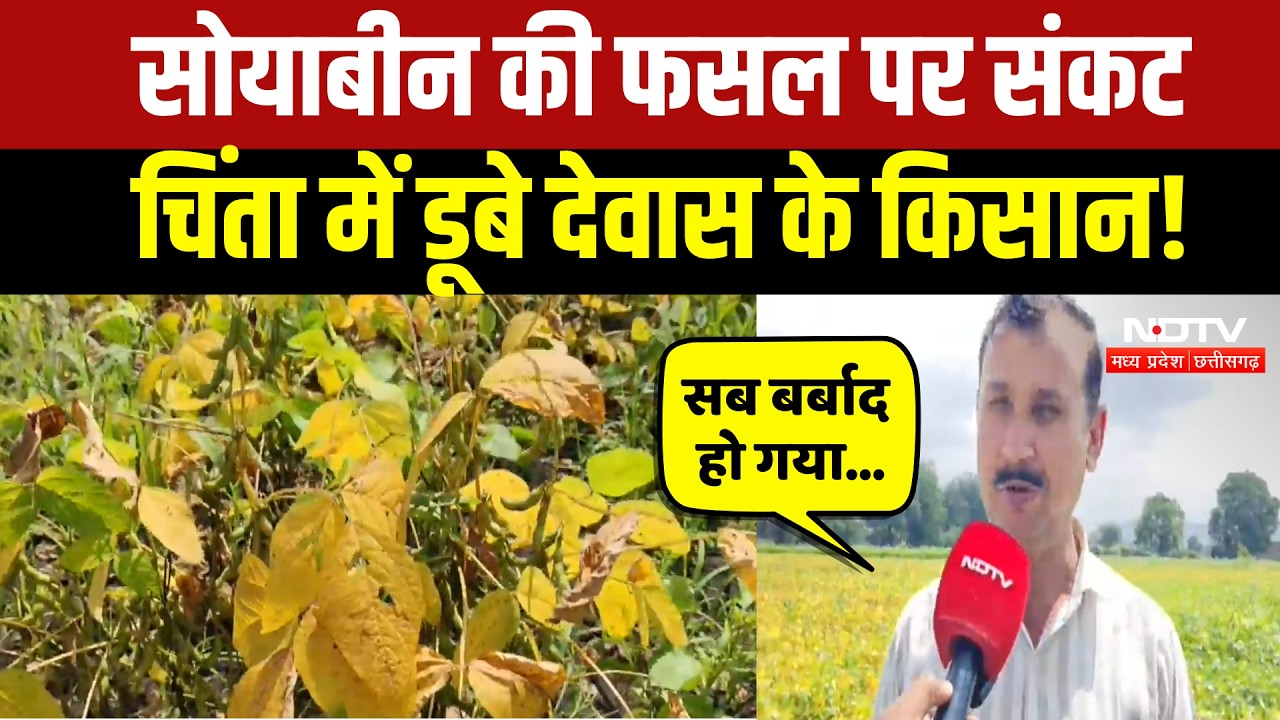 Soybean Farmers: ‘पीला सोना’ हुआ खराब! सोयाबीन ने किसानों की बढ़ाई चिंता! Breaking News | Top News
