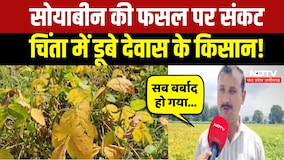 Soyabean Farmers: ‘पीला सोना’ हुआ खराब! सोयाबीन ने किसानों की बढ़ाई चिंता! Breaking News | Top News