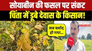 Soybean Farmers: &lsquo;पीला सोना&rsquo; हुआ खराब! सोयाबीन ने किसानों की बढ़ाई चिंता! Breaking News | Top News