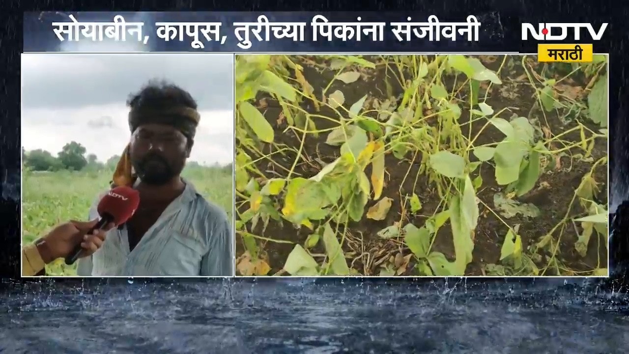 Parbhani मध्ये दीड महिन्यानंतर पावसाची हजेरी; सोयाबीन, कापूस, तुरीच्या पिकांना संजीवनी |NDTV Marathi