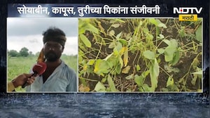 Parbhani मध्ये दीड महिन्यानंतर पावसाची हजेरी; सोयाबीन, कापूस, तुरीच्या पिकांना संजीवनी |NDTV Marathi