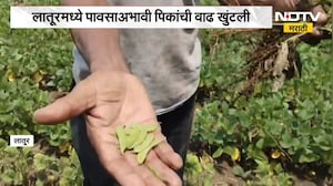Latur मध्ये पावसाअभावी पिकांची वाढ खुंटली, कोरडा दुष्काळ जाहीर करण्याची शेतकऱ्यांची मागणी | NDTV