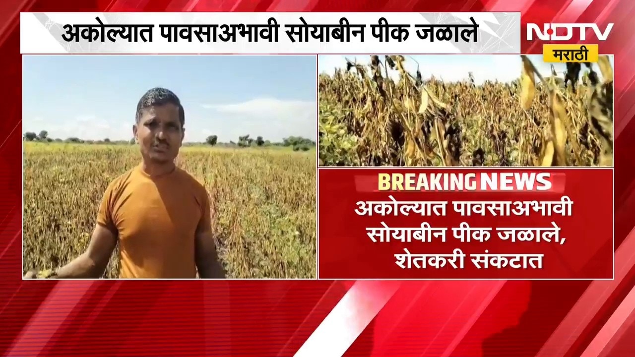 Akola News| अकोल्यात पावसाअभावी सोयाबीन पीक जळाले, शेतकरी संकटात | NDTV Marathi