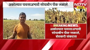 Akola News| अकोल्यात पावसाअभावी सोयाबीन पीक जळाले, शेतकरी संकटात | NDTV Marathi