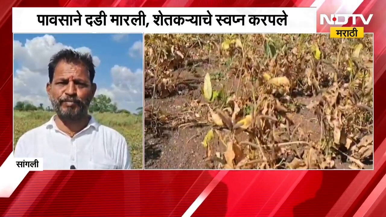 Sangli No Rain | पावसाने दडी मारली, शेतकऱ्याचे स्वप्न करपले; सांगलीतील शेतकऱ्याच्या व्यथा | NDTV