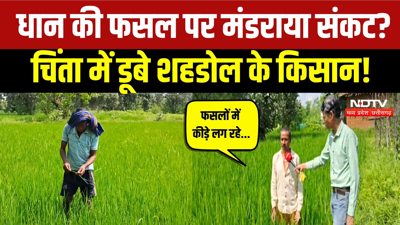 Paddy Crop Shahdol: बारिश थमी, धान की फसल पर मंडराया संकट! किसानों ने क्या बताया? Farmers News