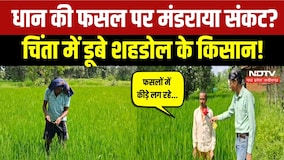 Paddy Crop Shahdol: बारिश थमी, धान की फसल पर मंडराया संकट! किसानों ने क्या बताया? Farmers News