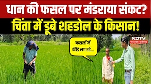 Paddy Crop Shahdol: बारिश थमी, धान की फसल पर मंडराया संकट! किसानों ने क्या बताया? Farmers News