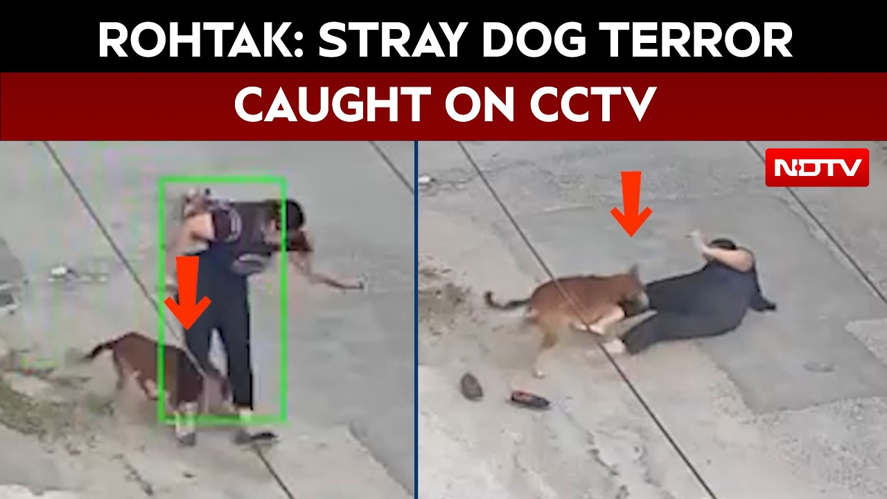 Stray Dog Attack | Rohtak Stray Dog Attack Caught On CCTV, Woman Bitten