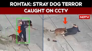 Stray Dog Attack | Rohtak Stray Dog Attack Caught On CCTV, Woman Bitten