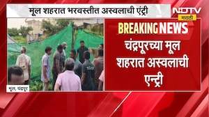 Chandrapur | चंद्रपूरच्या मूल शहरात अस्वलाची एन्ट्री, वनविभागाकडून रेस्क्यू ऑपरेशन | NDTV Marathi