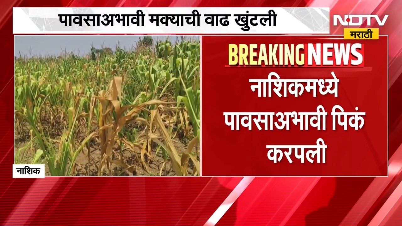 Nashik No Rain | पावसाअभावी मक्याची वाढ खुंटली, शेतकरी हवालदिल; सरकार लक्ष देणार का?