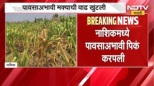 Nashik No Rain | पावसाअभावी मक्याची वाढ खुंटली, शेतकरी हवालदिल; सरकार लक्ष देणार का?