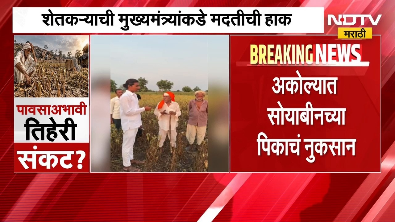 Akola Farm Loss | अकोल्यात सोयाबीनच्या पिकाचं नुकसान, संतप्त शेतकऱ्याने पिकाला लावली आग | NDTV