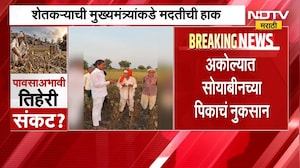 Akola Farm Loss | अकोल्यात सोयाबीनच्या पिकाचं नुकसान, संतप्त शेतकऱ्याने पिकाला लावली आग | NDTV
