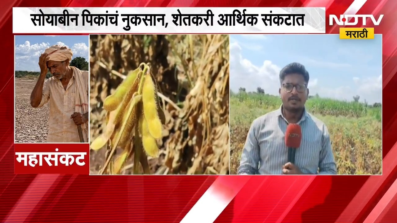 Kolhapur No Rain | पाऊस नसल्याने कोल्हापुरातील शेतकऱ्यांना फटका, पिकं करपली | NDTV Marathi