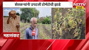 Wardha No Rain | पाऊस नाही, पिकं करपली; शेतकऱ्यांनी उपटली टोमॅटोची झाडं | NDTV Marathi