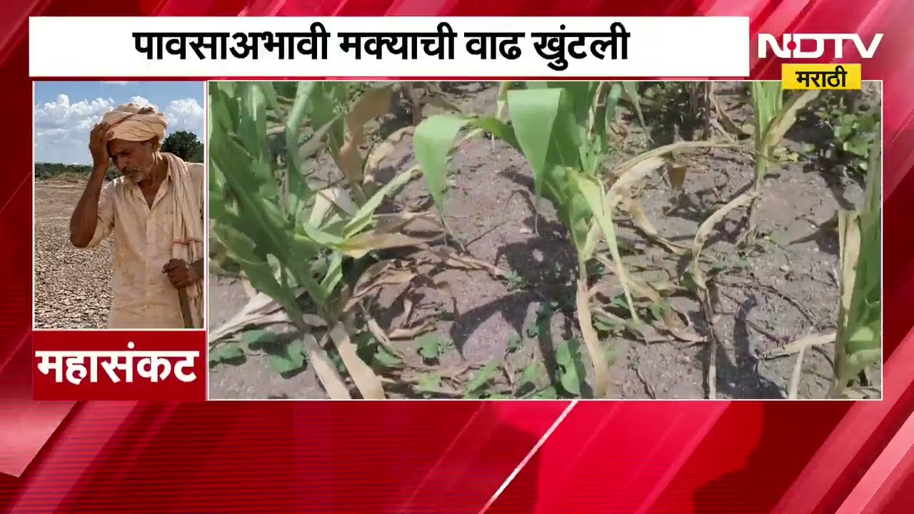 Nashik| पावसाअभावी पिकं करपली, मक्याची वाढ खुंटली, याचसंदर्भात जाणून घेतलीय शेतकऱ्यांची व्यथा