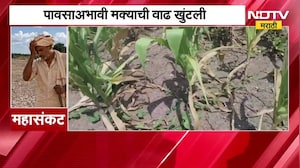 Nashik| पावसाअभावी पिकं करपली, मक्याची वाढ खुंटली, याचसंदर्भात जाणून घेतलीय शेतकऱ्यांची व्यथा