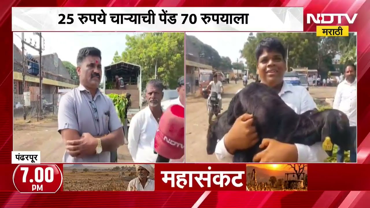 Pandharpur|दुष्काळाच्या झळा,अकलूजमध्ये चाराटंचाईचं संकट ओढावलं; 25 रुपयांची चाऱ्याची पेंड 70 रुपयाला