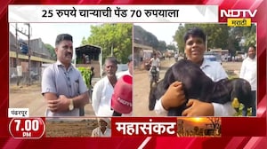 Pandharpur|दुष्काळाच्या झळा,अकलूजमध्ये चाराटंचाईचं संकट ओढावलं; 25 रुपयांची चाऱ्याची पेंड 70 रुपयाला