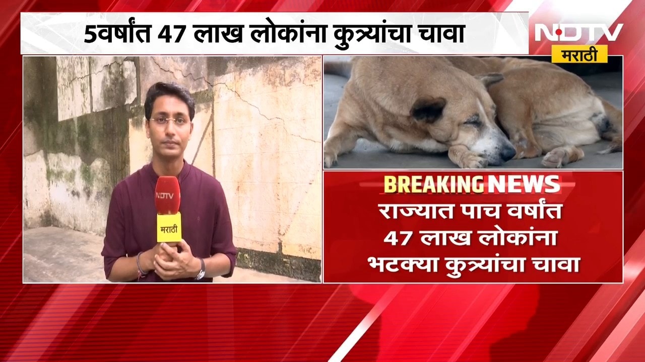 Stray Dogs Bits | 5 वर्षात 47 लाख लोकांना भटक्या कुत्र्यांचा चावा, माहिती अधिकारात उघड | NDTV