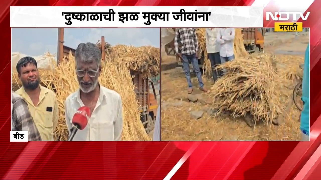Beed Drought | दुष्काळसदृश्य परिस्थितीमुळे चाऱ्याचे दर वाढले, पशुपालक शेतकरी हतबल | NDTV Marathi