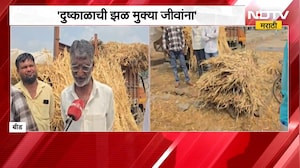 Beed Drought | दुष्काळसदृश्य परिस्थितीमुळे चाऱ्याचे दर वाढले, पशुपालक शेतकरी हतबल | NDTV Marathi