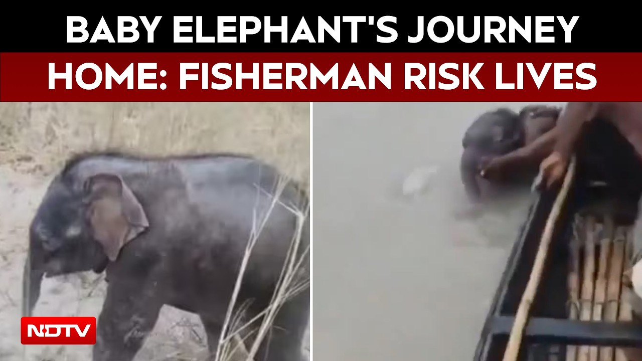 Fishermen Race 3 Km To Rescue Elephant Calf Swept Away In West Bengal River