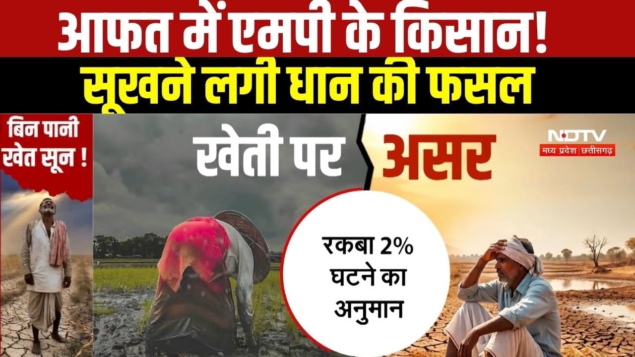 Monsoon 2026: कम बारिश से MP के किसान परेशान, सूखने लगी धान की फसल । Breaking News