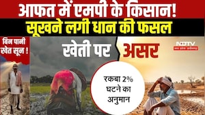 Monsoon 2026: कम बारिश से MP के किसान परेशान, सूखने लगी धान की फसल । Breaking News
