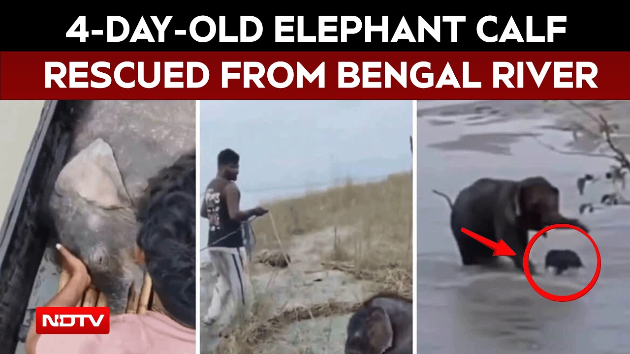 Video: Viral Video | Fishermen Rescue 4-Day-Old Elephant Calf From Being Swept Away In Teesta River