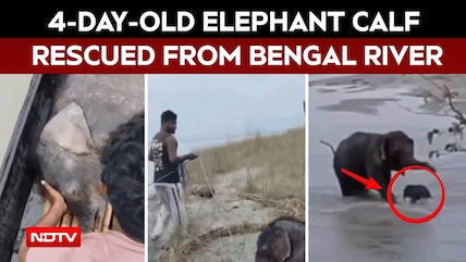 Viral Video | Fishermen Rescue 4-Day-Old Elephant Calf From Being Swept Away In Teesta River