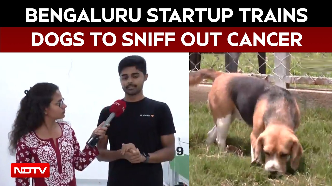 Bengaluru News | Cancer-detecting Dogs: Bengaluru Startup Turns Sniffing Into Science