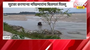 Global News|West Bengal मध्ये अनेक गावांना पुराचा वेढा, पुरात अडकलेल्या हत्तीच्या पिल्लाची सुटका