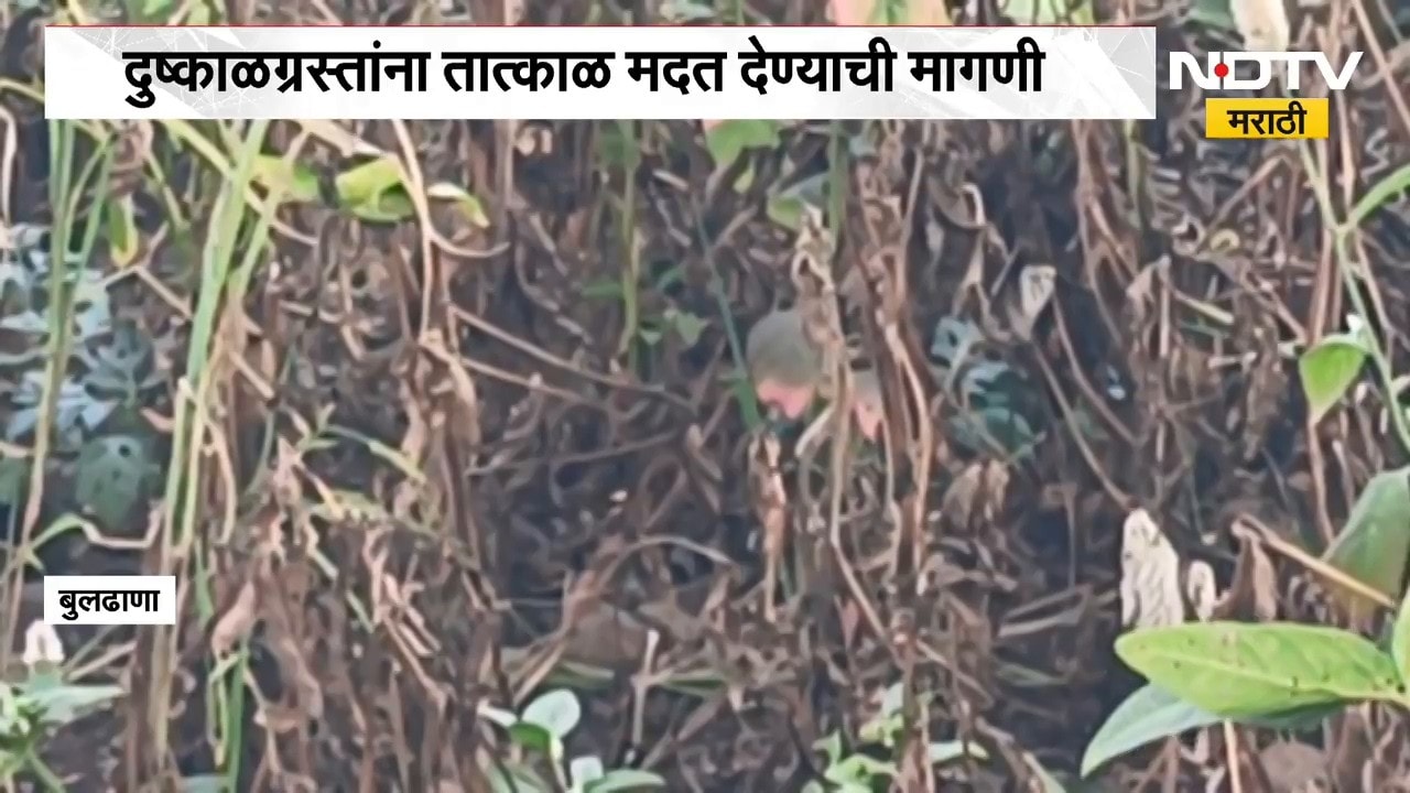 बुलढाण्यातील शेतकऱ्यांचं मोठं नुकसान, Eknath Shinde करणार शेतीच्या नुकसानीची पाहणी