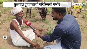 Dhule Drought| धुळ्यात दुष्काळाची परिस्थिती गंभीर, वरझडीतील शेतकऱ्याने कपाशीचं पीक केलं नष्ट