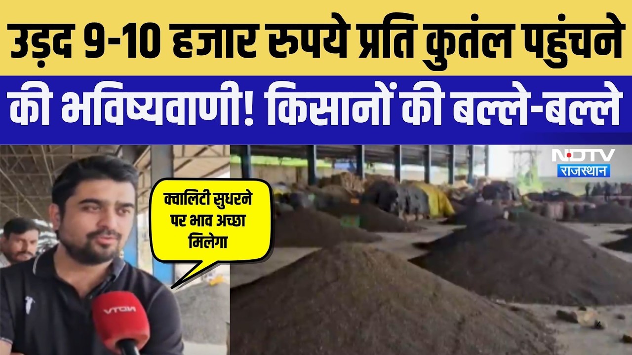 Jaipur:  उड़द 9-10 हजार रुपये प्रत‍ि कुंतल पहुंचने की भव‍िष्‍यवाणी! ।Top News । Breaking News
