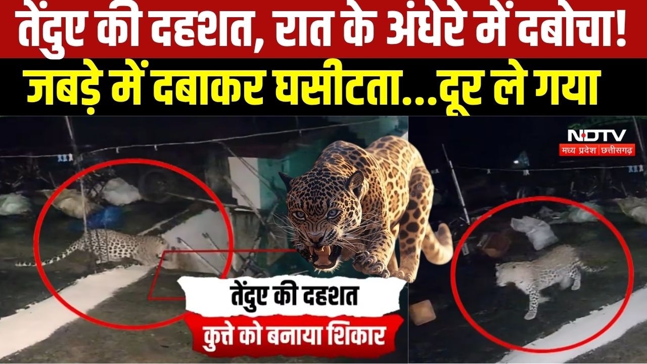 Chhattisgarh News: Leopard की दस्तक से दहशत, CCTV में शिकार करते हुआ कैद । Top News