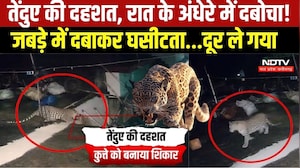 Chhattisgarh News: Leopard की दस्तक से दहशत, CCTV में शिकार करते हुआ कैद । Top News
