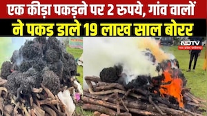 MP NEWS: Dindori में 19.25 लाख साल बोरर कीटों का खात्मा । Breaking News